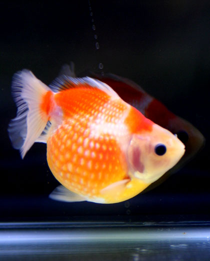 パール鱗の金魚達