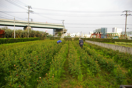 朝の収穫_f0162400_7194242.jpg