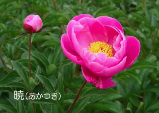 朝の収穫_f0162400_731840.jpg