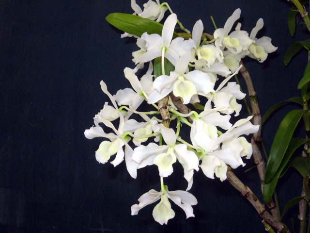 d0007501_20412650.jpg