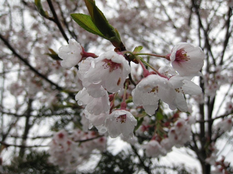桜　い・ろ・い・ろ_f0073301_20593338.jpg