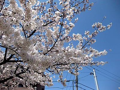 ３月２４日 桜満開!!!_e0162202_2001088.jpg
