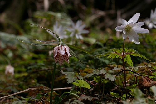 憧れのお花『美濃小貝母』_a0078106_20594587.jpg