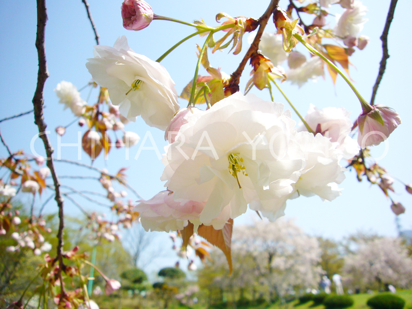 芝桜の丘_b0025511_17135173.jpg