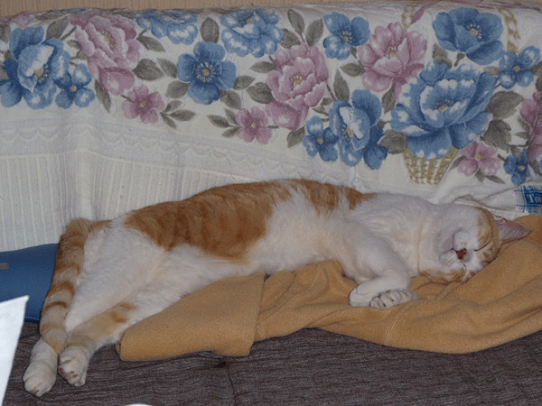 b0159611_1655415.gif