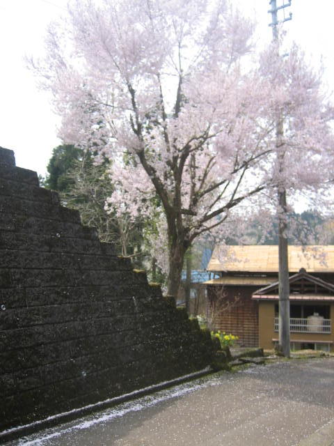 花吹雪~☆_f0067514_2133565.jpg