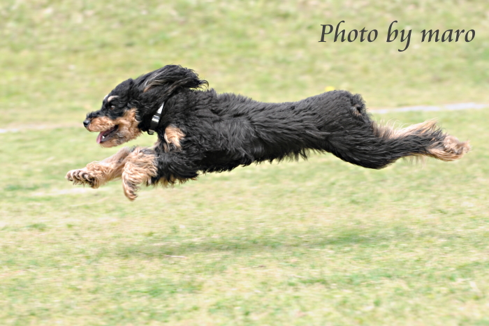 麻呂犬のふわっと空中散歩・・・♪♪　+加工写真♪_e0160417_7283177.jpg