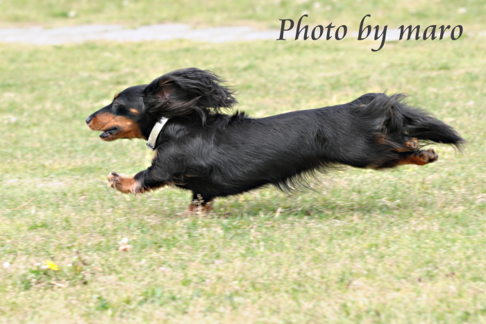 麻呂犬のふわっと空中散歩・・・♪♪　+加工写真♪_e0160417_7371980.jpg