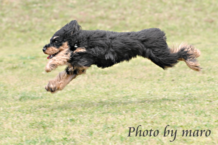 麻呂犬のふわっと空中散歩・・・♪♪　+加工写真♪_e0160417_739259.jpg