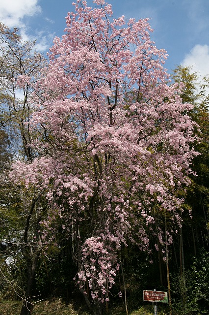 a0087818_11505638.jpg