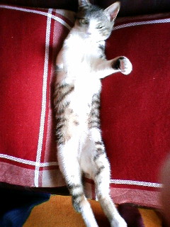 長靴をはいた猫_c0160822_22575922.jpg