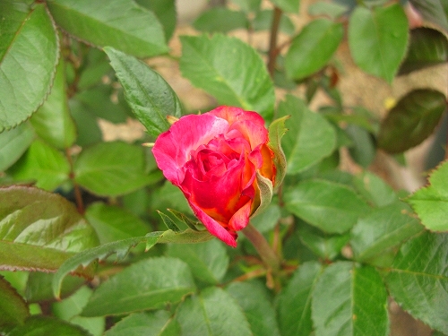 e0072023_204455.jpg