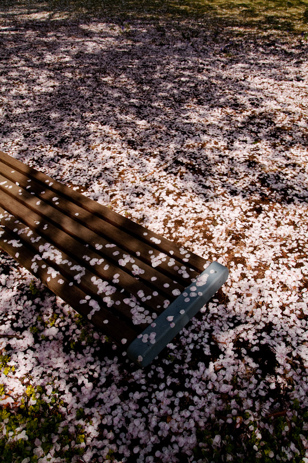 SAKURA  2009  ＃１０_b0147624_942286.jpg