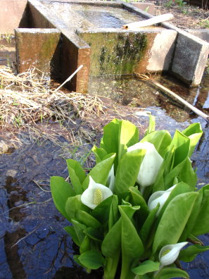 水芭蕉＠星置緑地。_f0011124_0184524.jpg