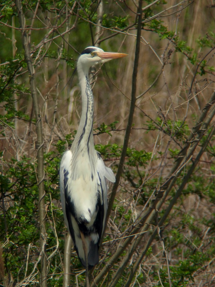 江合川の野鳥　その１_f0148627_2022106.jpg