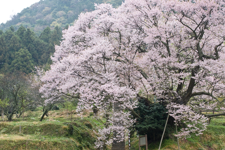 番外編：佛隆寺の千年桜（奈良県宇陀市）_a0097330_932860.jpg