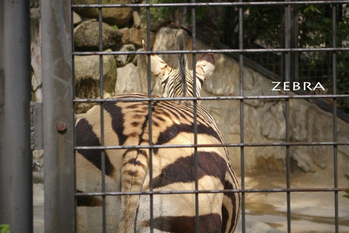 動物園_d0128730_074559.jpg