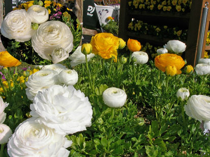 f0045132_921686.jpg