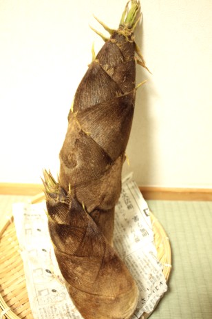のこのこ?!_c0090236_23422396.jpg