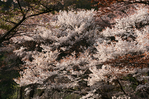 d0055236_1029782.jpg