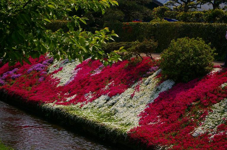 仕事帰りの田舎道・・・芝桜_c0150037_2035237.jpg