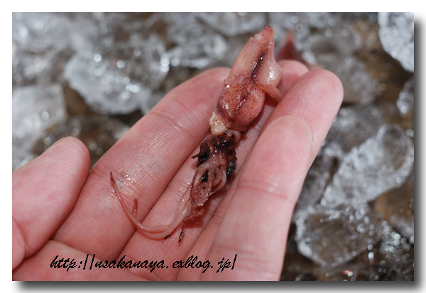 ホタルイカ比べ 湾内物 富山湾 と湾外物を比較してみました 魚屋三代目日記