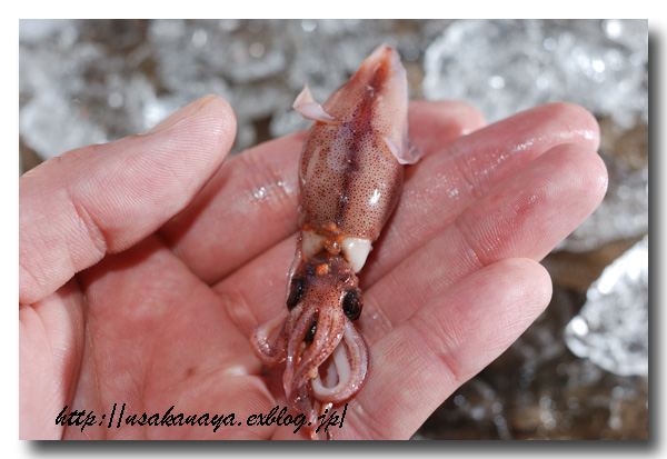 ホタルイカ比べ 湾内物 富山湾 と湾外物を比較してみました 魚屋三代目日記