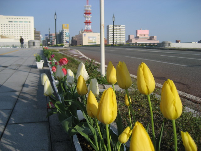 ・・・Town of flower・・・_f0089945_2083547.jpg