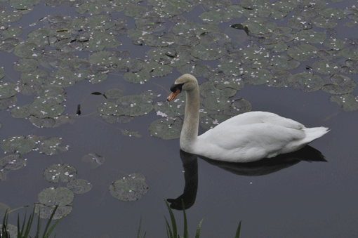 c0093046_19171634.gif