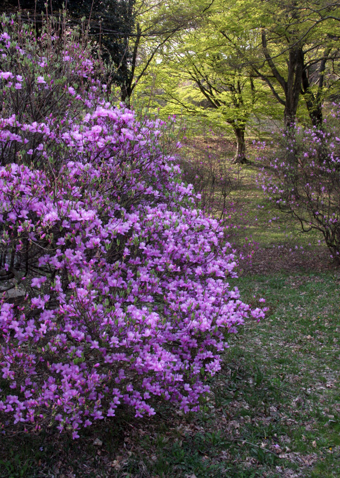 宇陀市　鳥見山公園　桜とツツジ_c0108146_2156371.jpg