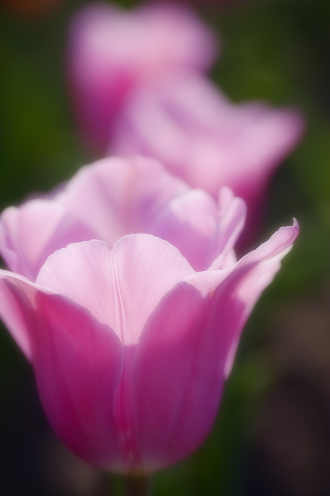 tulips 2_d0141053_21415073.jpg