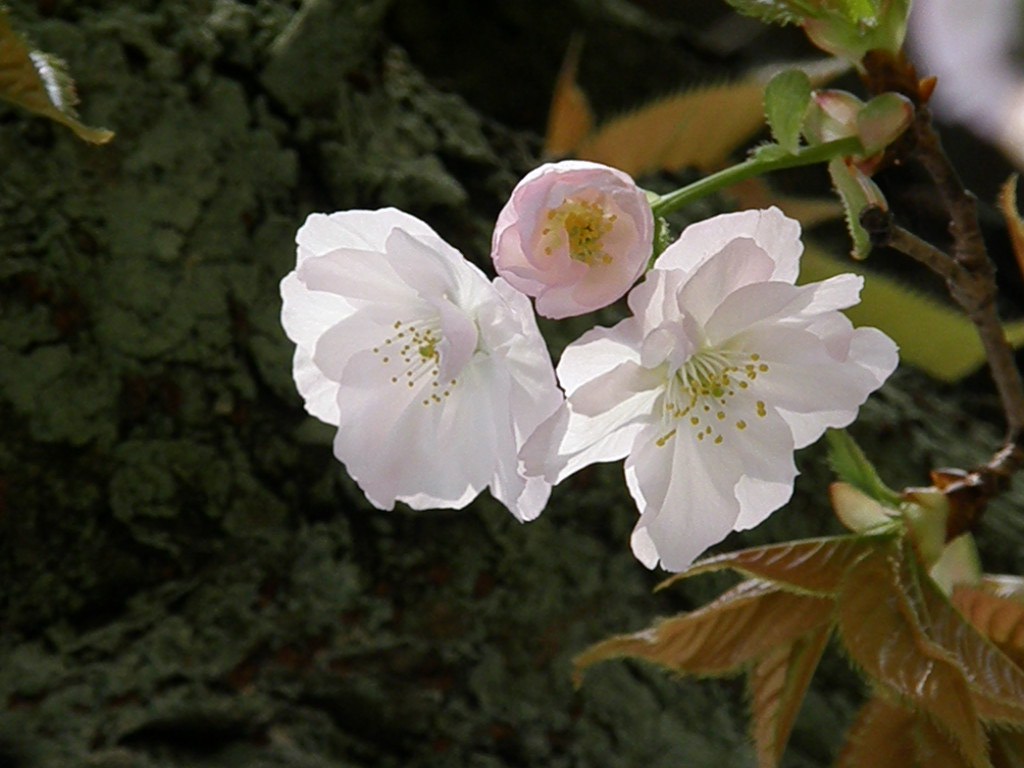 e0064158_0321367.jpg