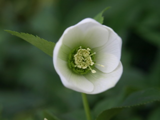 今日の庭の花達  続午後（曇り）_e0105760_2205126.jpg