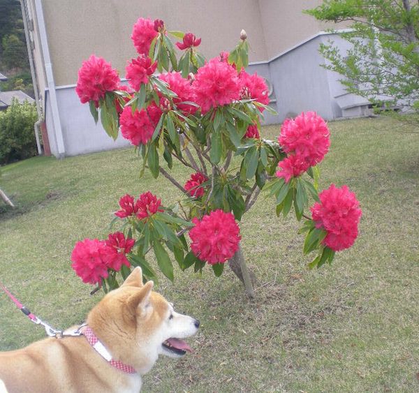 2009年4月20日(月)ナニワイバラが咲きました~!_f0060461_19501877.jpg
