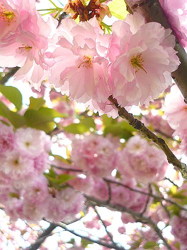 　「無垢なる風景－別府から代官山へ」　　　ブログの世界   　。。。* *。:☆.。†  　_a0053662_19584481.jpg