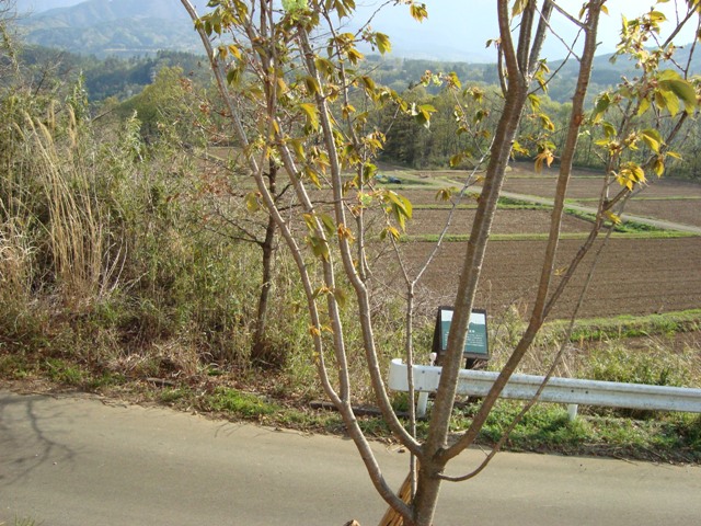 d0152765_20841.jpg
