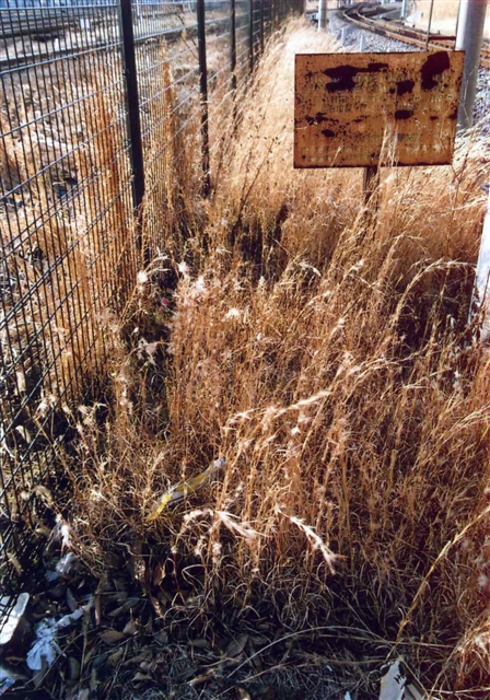 c0082066_16392.jpg