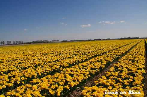 Emmeloord　Tulpenfestival-1-_f0177666_4573558.jpg