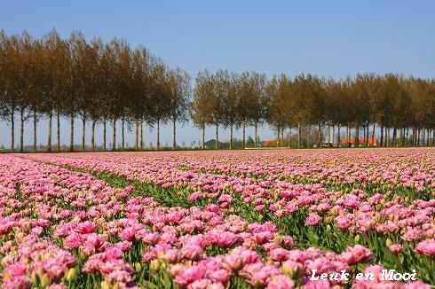 Emmeloord　Tulpenfestival-1-_f0177666_57441.jpg