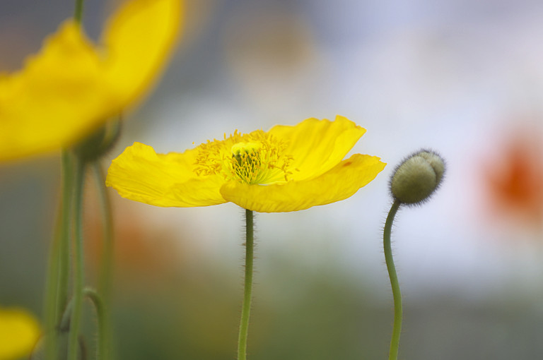 ﾎﾟﾋﾟｰ　花摘園　20090419_a0050572_16425984.jpg