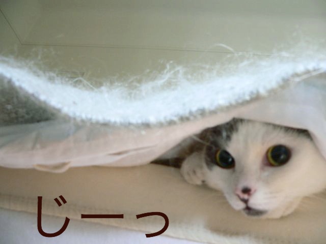 d0008073_2353228.jpg