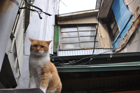 猫写真in浜松_e0171573_22255315.jpg
