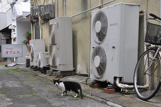 猫写真in浜松_e0171573_22263927.jpg