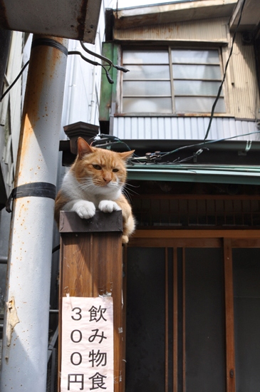 猫写真in浜松_e0171573_2226516.jpg