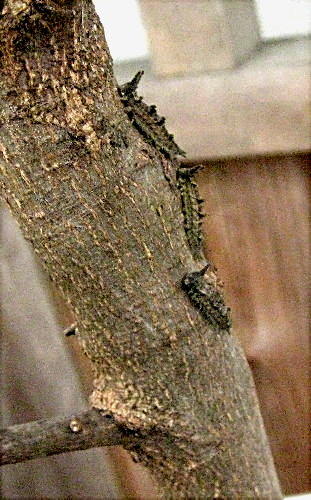 f0181173_14565564.jpg