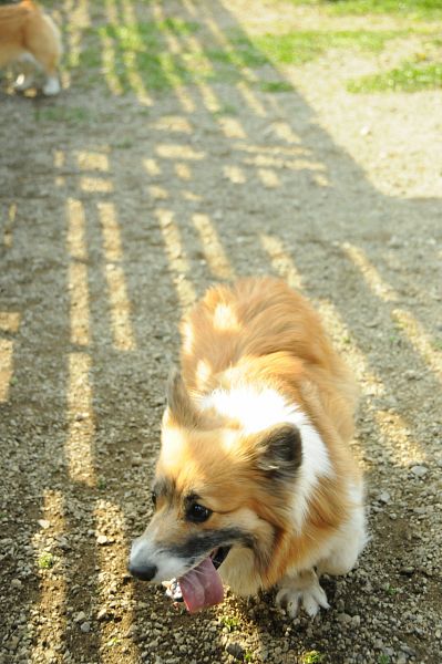 とぶき　200903 65_c0109780_22164840.jpg