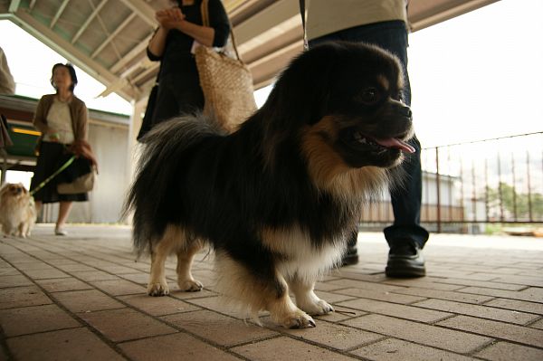 チベタンスパニエルオフ 026_c0109780_22483994.jpg
