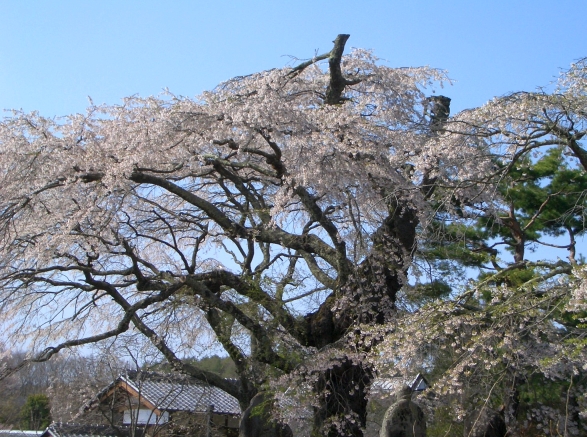 高森観音堂のしだれ桜_f0008284_17434376.jpg