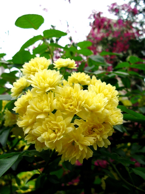 アツアツお豆腐、トロトロ山芋。_f0085185_222123.jpg