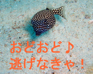 負けじと黒いぞ!_f0144385_19494359.jpg